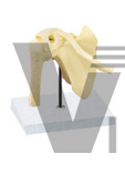 The model of shoulder joint